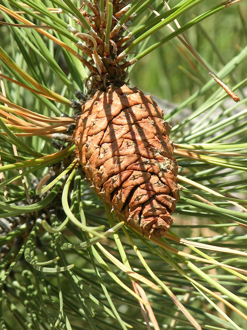 pine cone 